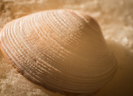 Alabaster Shell