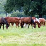 grazing horses