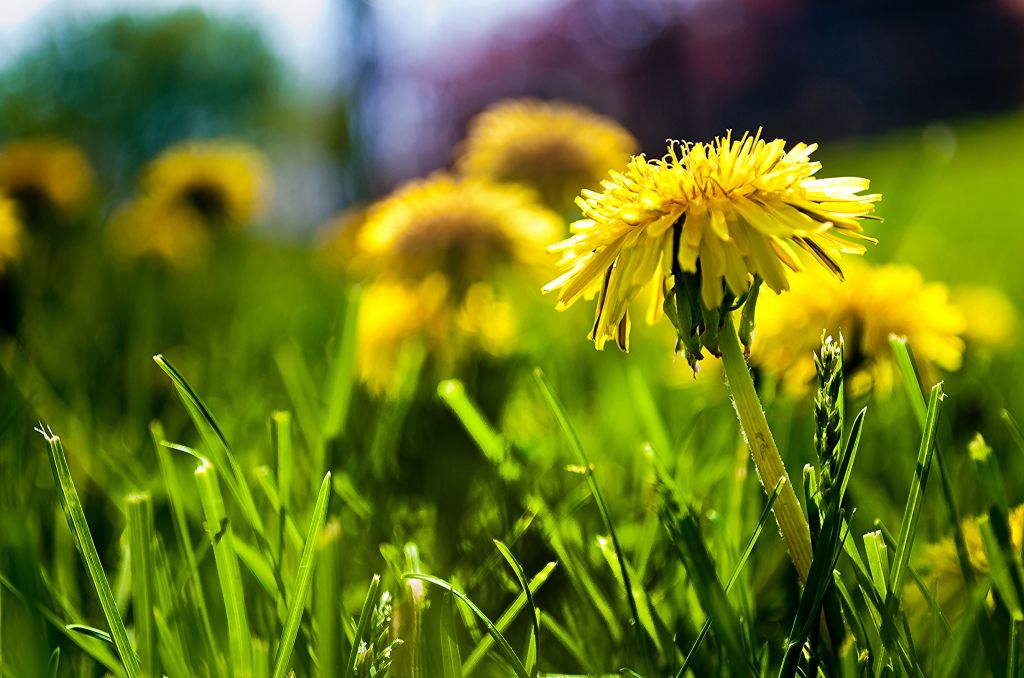 field-of-dandelions-becoming-an-author