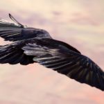 crow-in-flight